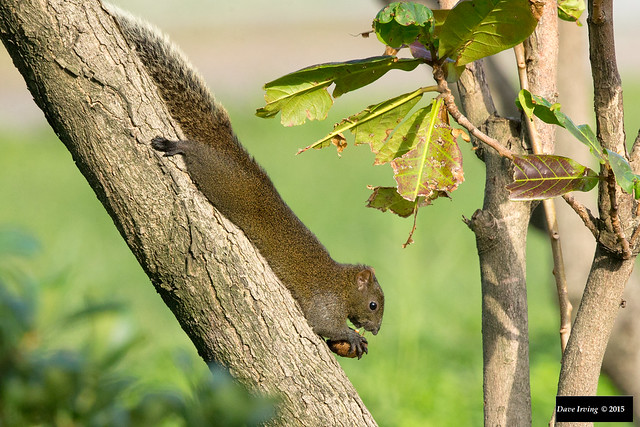 Red-bellied Tree Squirrel (Callosciurus erythraeus)