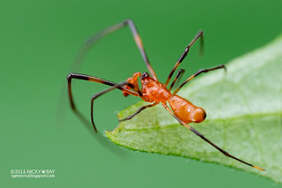 Comb-footed spider (Argyrodes sp.) - DSC_3798