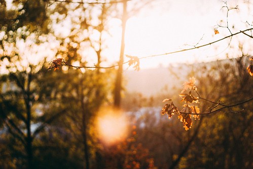 sunset sunshine sun autumn autumnleaves leaves leaf tree brno canon ef50mmf18ii 2016