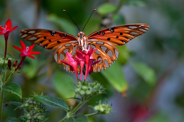 Gulf Fritillary Butterfly DSC_0480