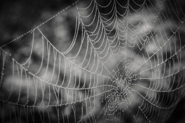 Typical orb web photo :-) bw