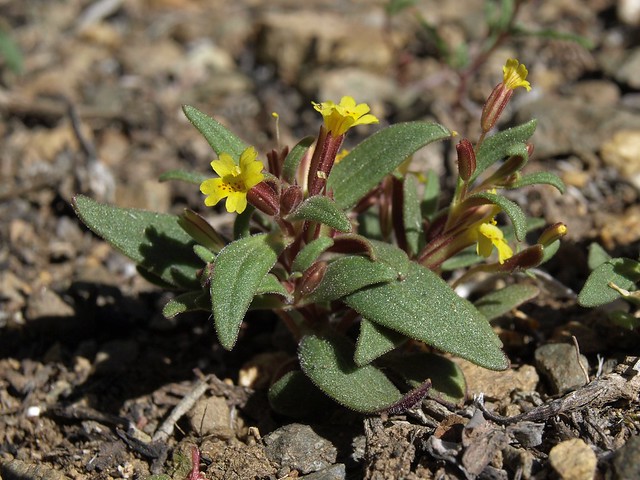 miniature monkeyflower, Erythranthe suksdorfii