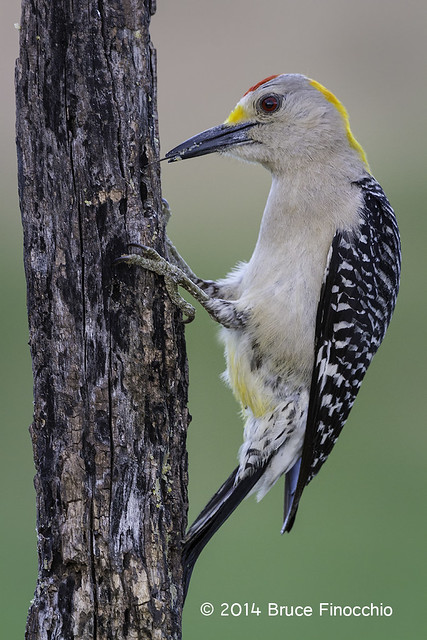 Male Golden-fronted Woodpecker Probes A Branch With Tongue