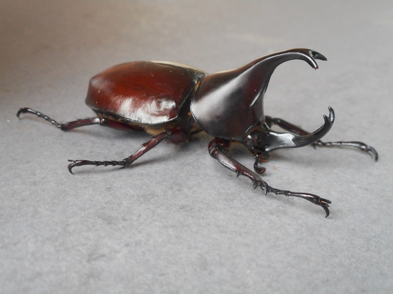 Xylotrupes gideon (Linnaeus, 1767) Scarabaeidae-Dynastinae-Brown rhinoceros beetle, male-กว่างชน