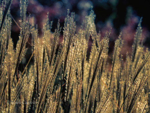 Warm grass {Explored}