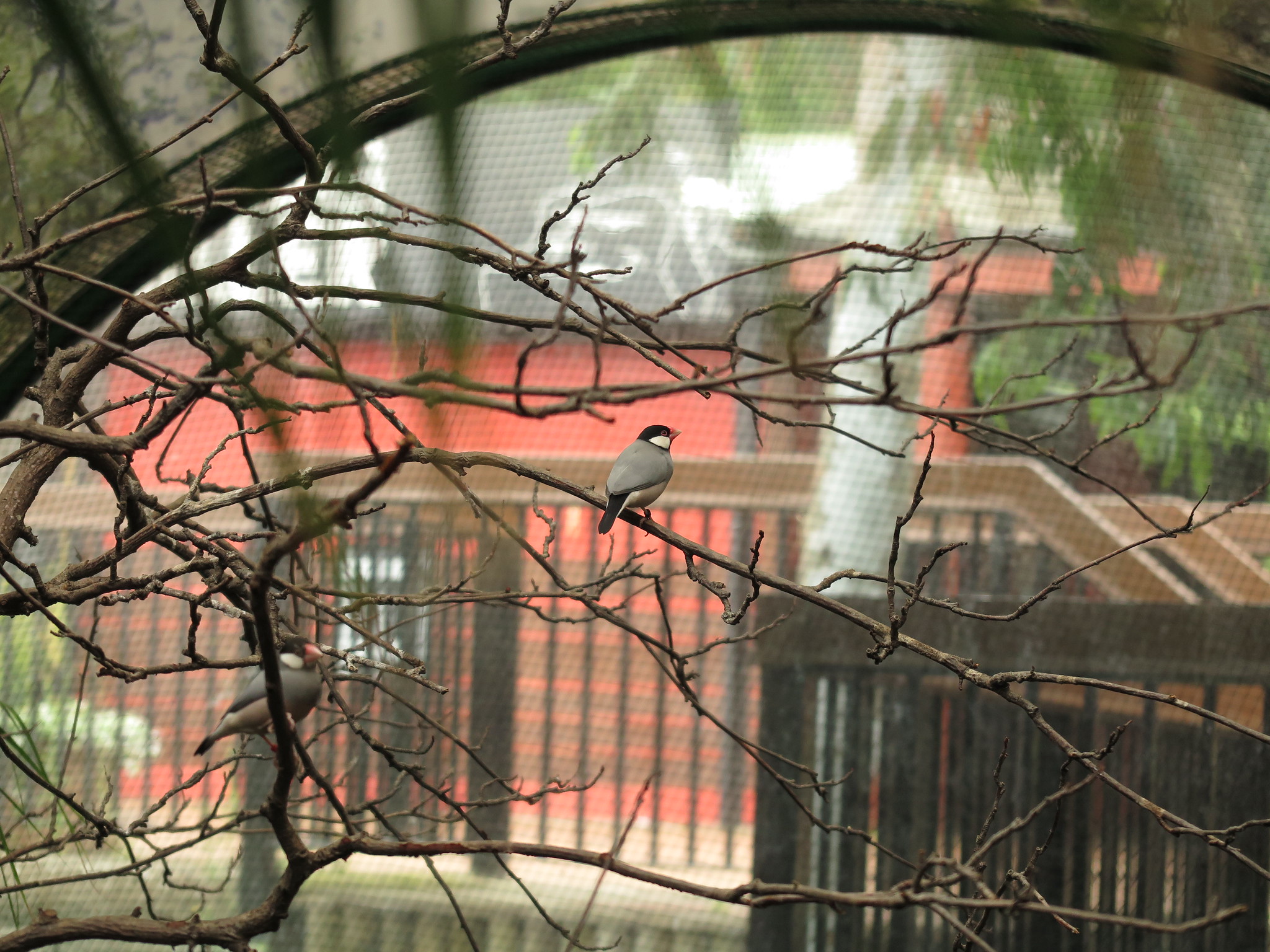 Zoo {Day 2} (Edinburgh)