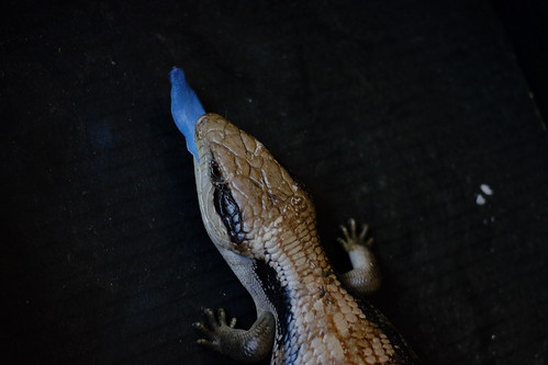 Rescued blue-tongue skink