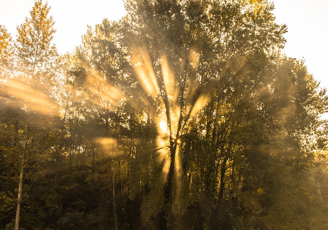Light rays by the trees - Rayons de lumières dans les arbres