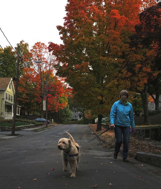 Mom and Bucky on their walk in October; Wakefield, MA (2015)