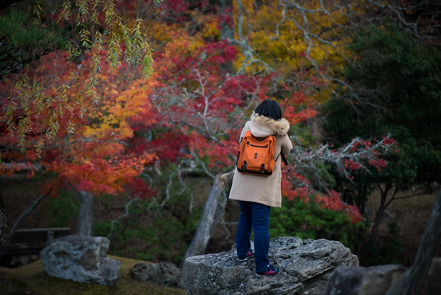 Photographer in Nara Park (奈良公園の紅葉と写真家)