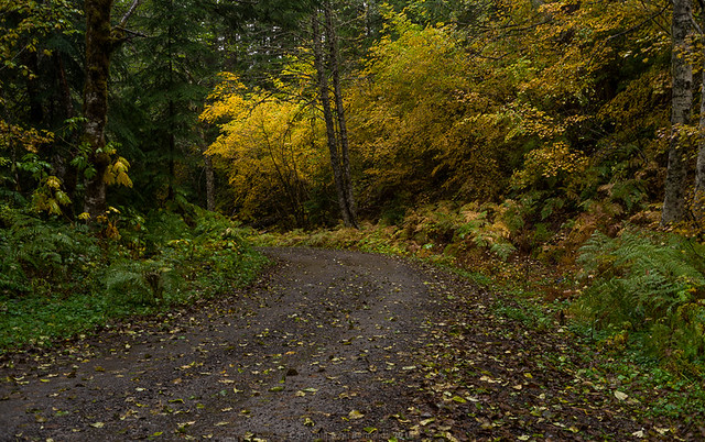 Fall Road In Mount Hood National Forest