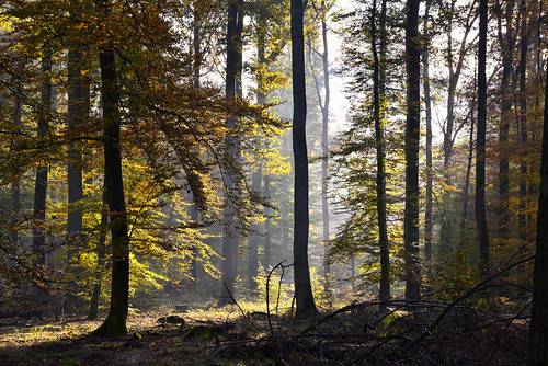 nikon d750 sigma 24105f4dgoshsma forest foréts arbres trees landscape paysage nature globalvision lumière alsace automne autumn shinrinyoku