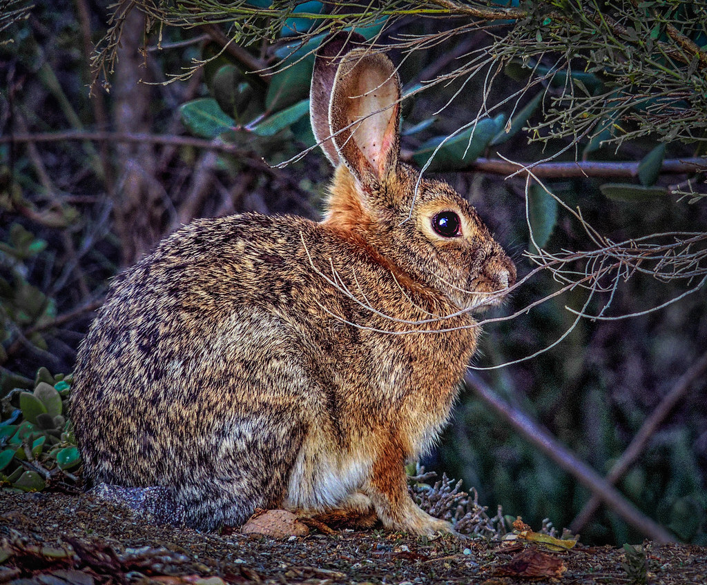 Bush Rabbit