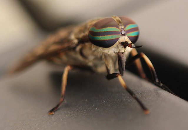 Horsefly (Tabanus sp.)