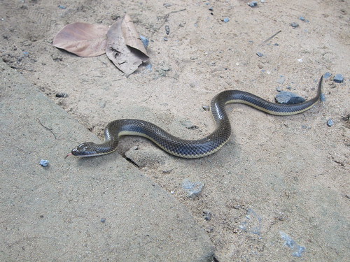 thailand reptile snake nakhonsawan