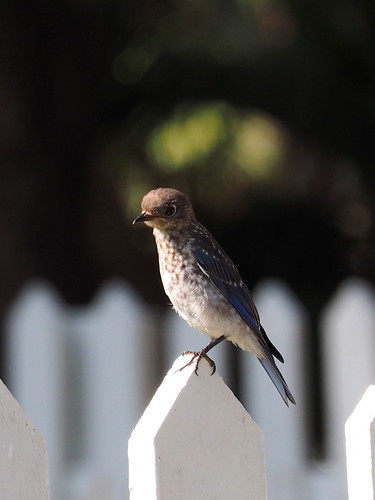Eastern Bluebird | OLYMPUS DIGITAL CAMERA | carlinsc | Flickr