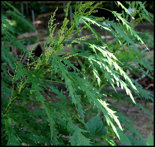 Urtica cannabina - ortie chinoise  21866785379_a9d380fd95