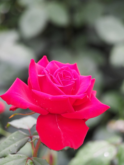 Rose, Rosa 'Macauck' OLYMPIAD, バラ, オリンピアド,