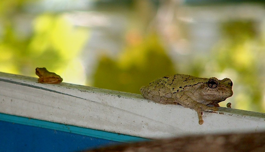 Adult and Baby Tree Frogs
