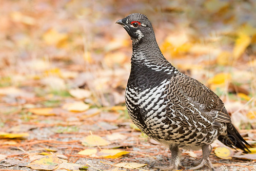 Spruce Grouse Male | by NicoleW0000