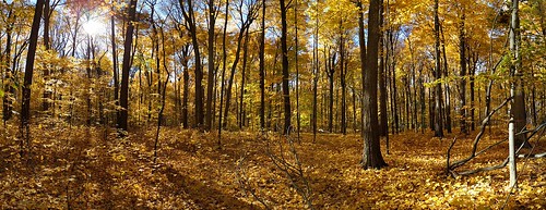 fall leaves gold yellow season forest midwest michigan michiganstateuniversity