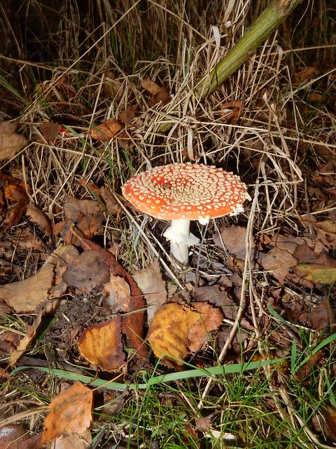 Fly Agaric Crowthorne to Blackwater