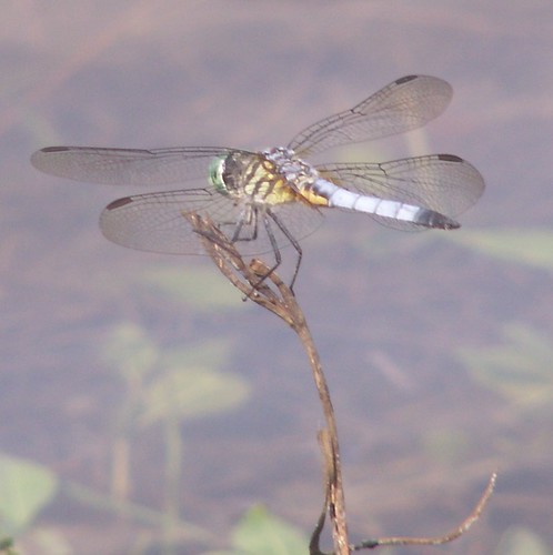Male Blue Dasher Dragonfly, Rear View | Not a dragonhunter d… | Flickr