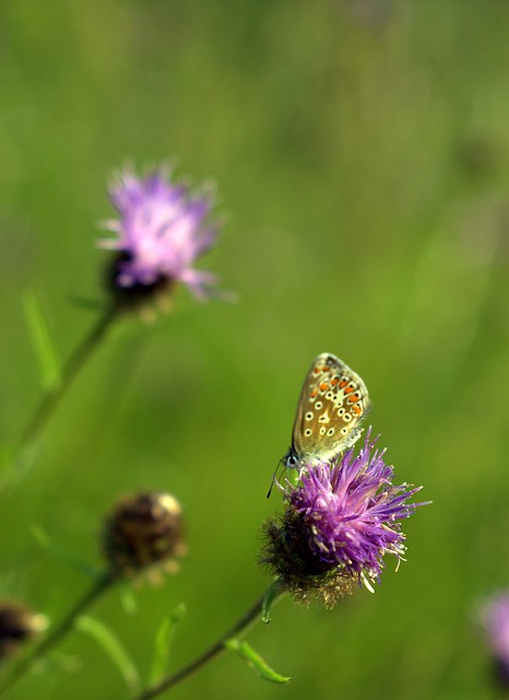 Common Blue Butterfly on Knapweed