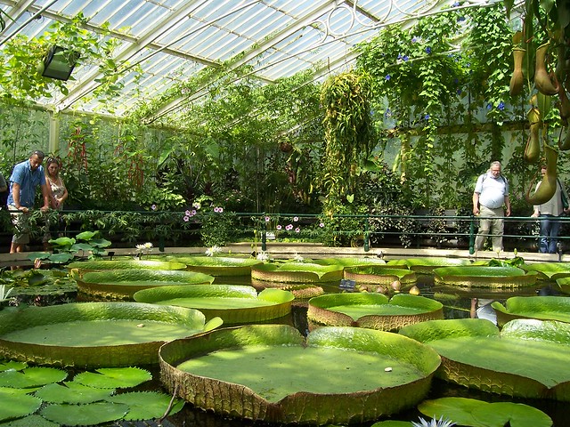 Water Lily Greenhouse