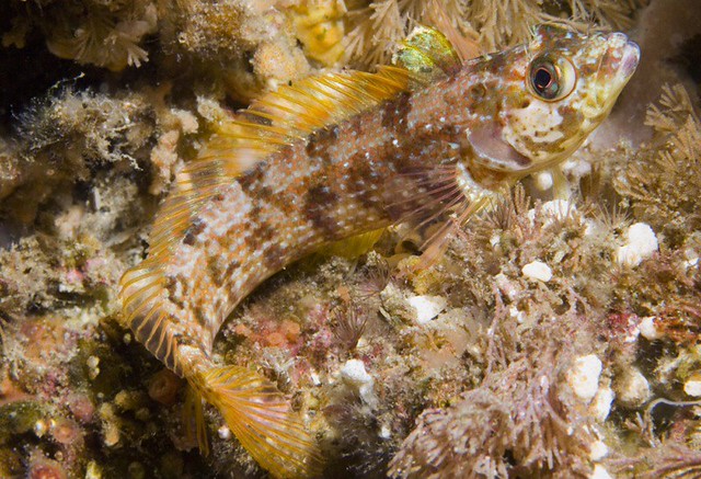 060822.heartattack0034.jpg | A Island Kelpfish (Alloclinus h… | Flickr