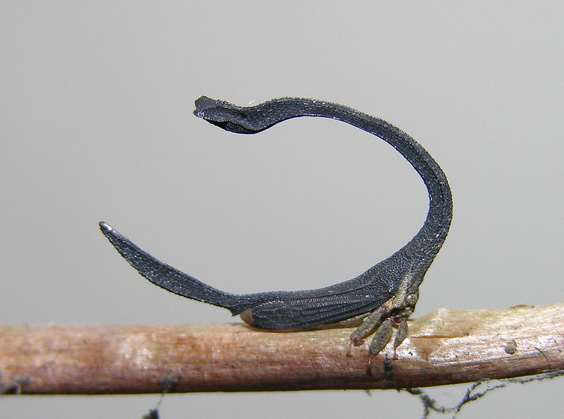 Sphongophorus (Cladonota) ballista - a horseshoe-shaped treehopper from Panama