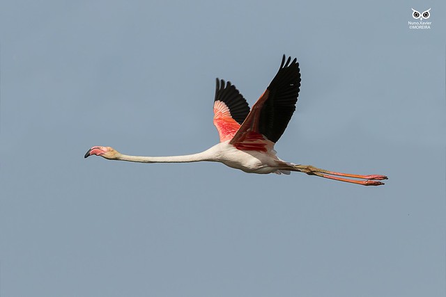 Flamingo-comum, Greater Flamingo (Phoenicopterus roseus)