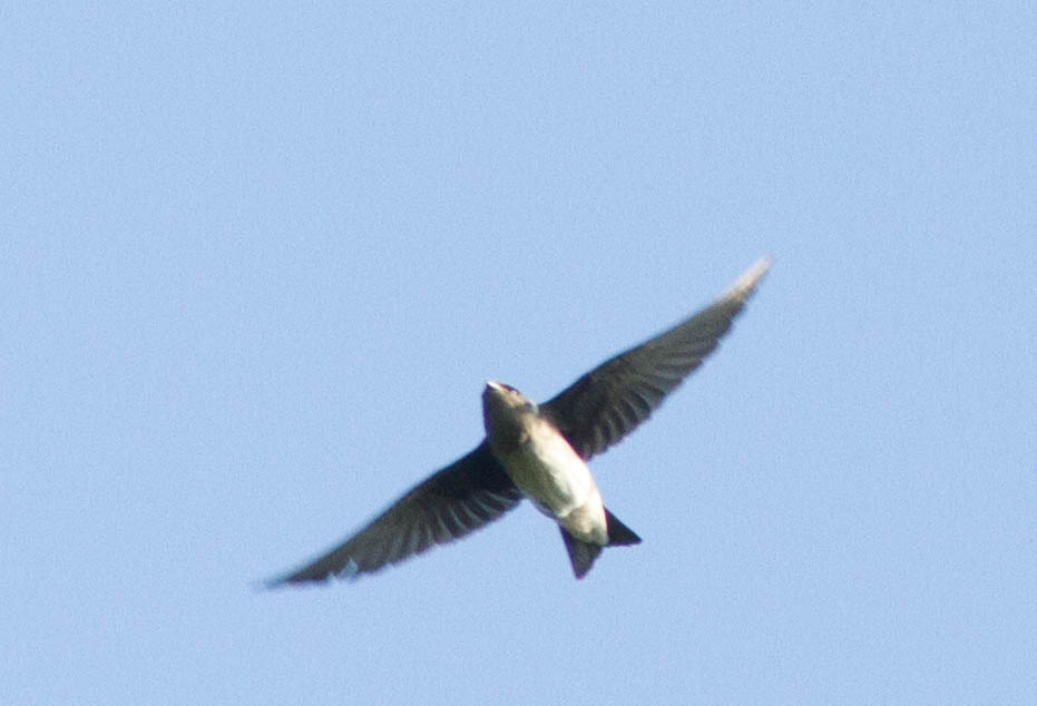 Martin
