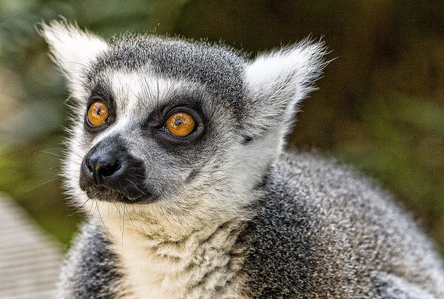 Lemur Alert