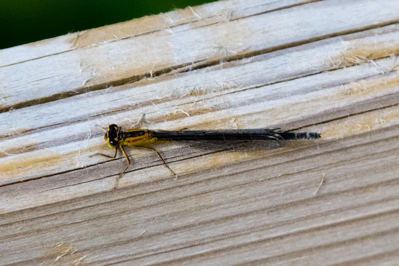 Memories of summer: female large red damselfly on decking