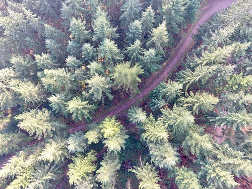 aerailview aerail drone djiphantom4drone djiphantom4 dji evergreentrees england southdevon devon kennford forest pine pinetrees evergreen