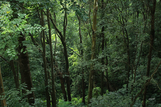 Forest in Mizoram (PUC Campus)