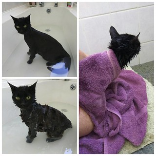 shampooing pour chat