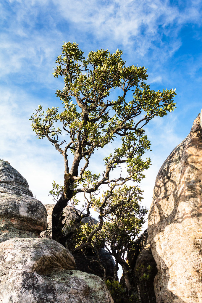 Boulder Tree
