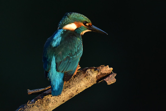 Eisvogel - kingfisher - Alcedo atthis im Abendlicht