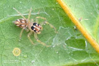 Jumping spider (Salticidae) - DSC_0831