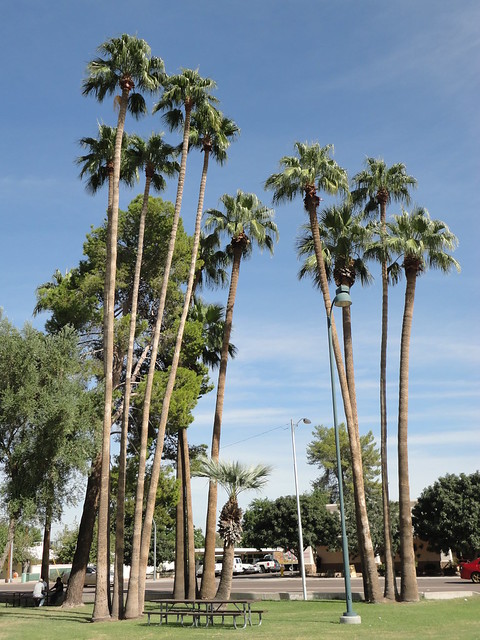 Pioneer Park Palm Trees
