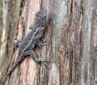 gray lizard on a bare tree trunk