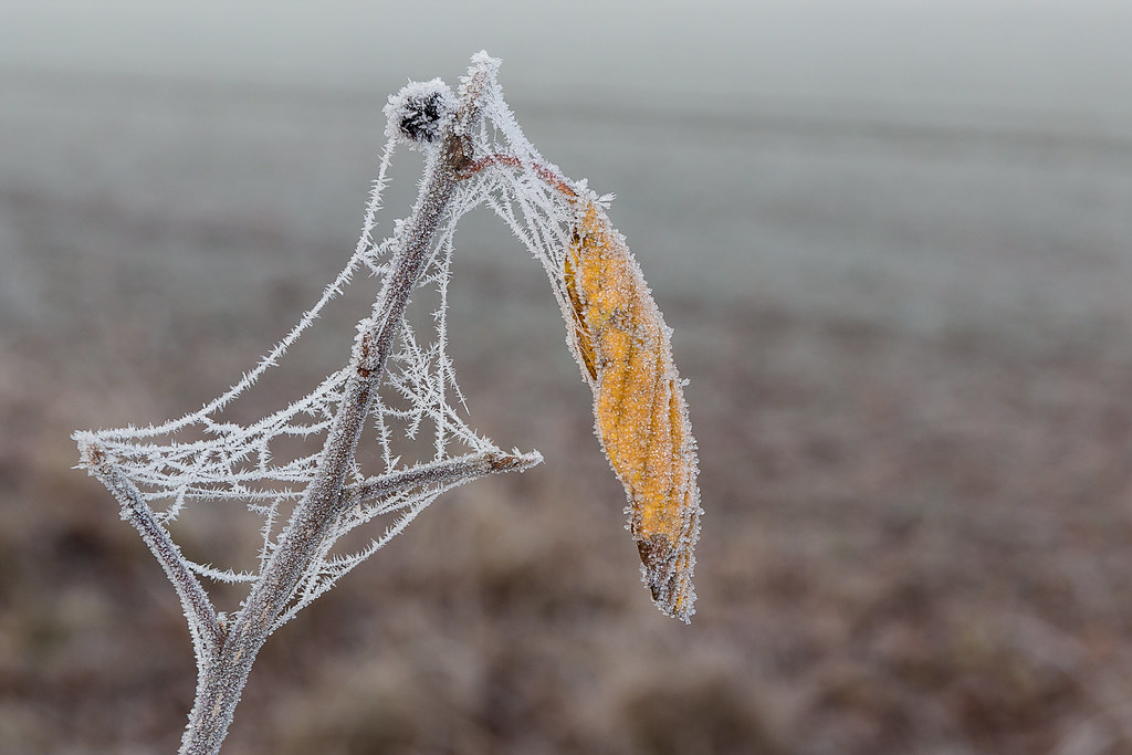 Frost...
