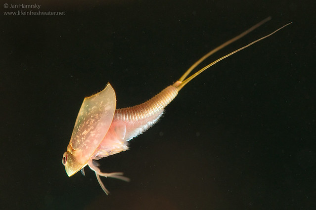 Tadpole shrimp (Triops longicaudatus)