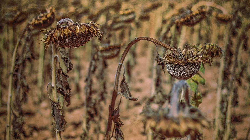 week 84/104: Sunflowers are dying