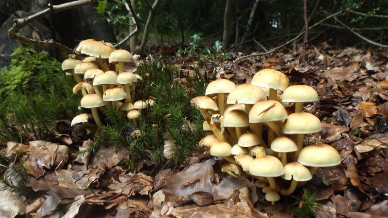Squishy Mage Field Guide: Fungus Leshy