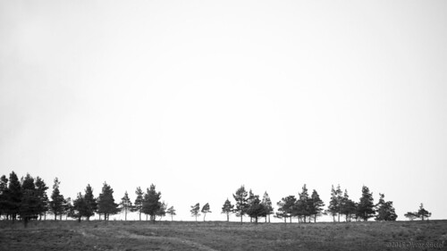 uk trees blackandwhite bw landscape scotland blackwhite widescreen negativespace oru minimalism schwarzweiss 169 cairngorm marillion 2015