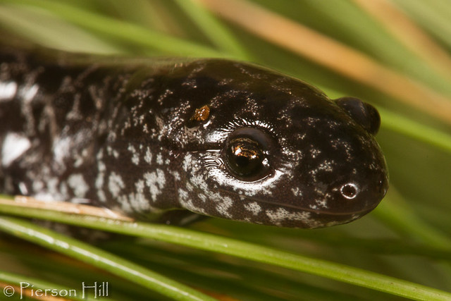 Frosted Flatwoods Salamander (Ambystoma cingulatum)