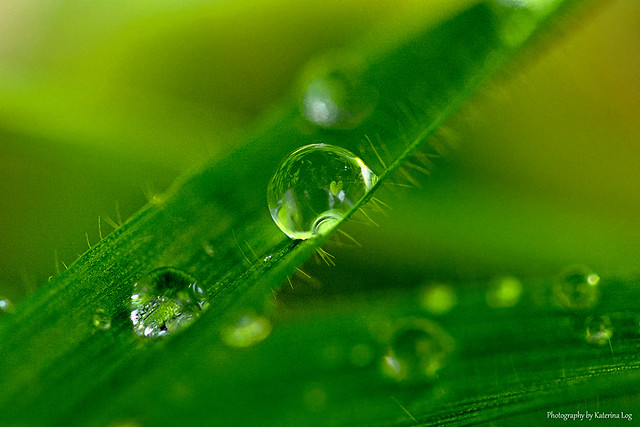 macro reflections in a raindrop